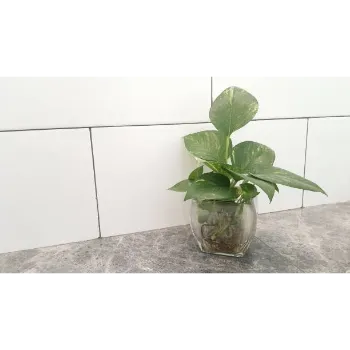 Natural Money Plant